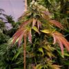 JINXPROOF GENETICS - WATERMELON HUSTLE STRAIN - REG PHOTO - 12 PACK - Image 6