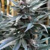 MOSCA SEEDS / TIKI MADMAN - FORBIDDEN ZKITTLEZ x RASPBERRY BOOGIE STRAIN - FEM PHOTO - 6 PACK - Image 2