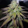 JINXPROOF GENETICS - HASHGOOBERRY F2 STRAIN - REG PHOTO - 12 PACK - Image 4