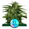 9f8225 Mv2