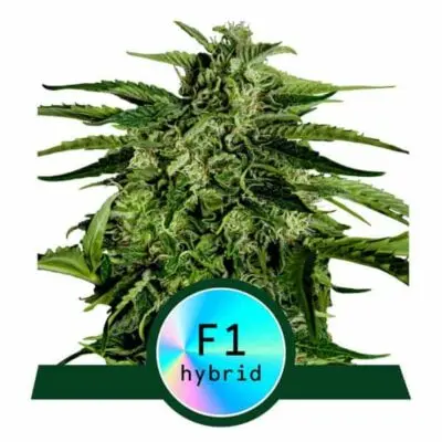 ROYAL QUEEN SEEDS - APOLLO F1 STRAIN - AUTO FEM