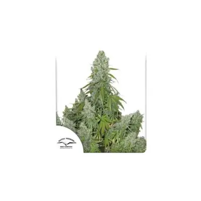 The Ultimate Auto | Dutch Passion | FEM Autoflower Seeds