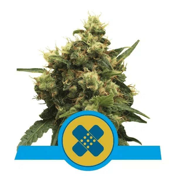 ROYAL QUEEN SEEDS - PAINKILLER XL STRAIN - FEM PHOTO
