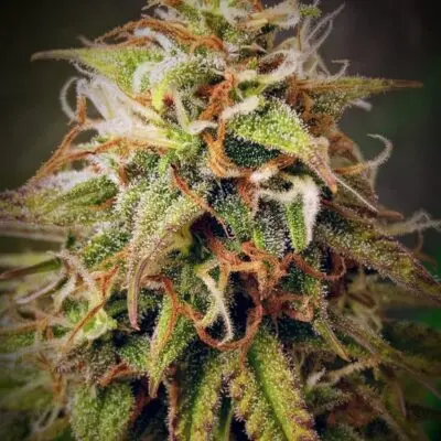 TASTEBUDZ - LEMON MERINGUE STRAIN - AUTO FEM