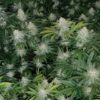 BODHI - SPROUTWAYS - DREAD BREAD STRAIN - REG PHOTO - 10 PACK - Image 4