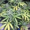 SOFEM GENETICS - BLOOD TEMPLE KUSH STRAIN - AUTO FEM - 3 PACK - Image 2