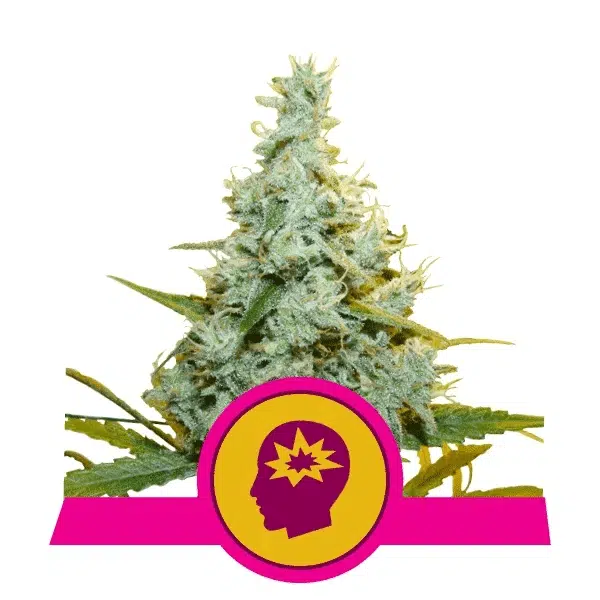 ROYAL QUEEN SEEDS - AMG STRAIN - FEM PHOTO