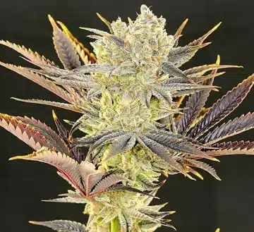 Citradelic Sunset | Ethos Genetics | FEM Photoperiod Seeds