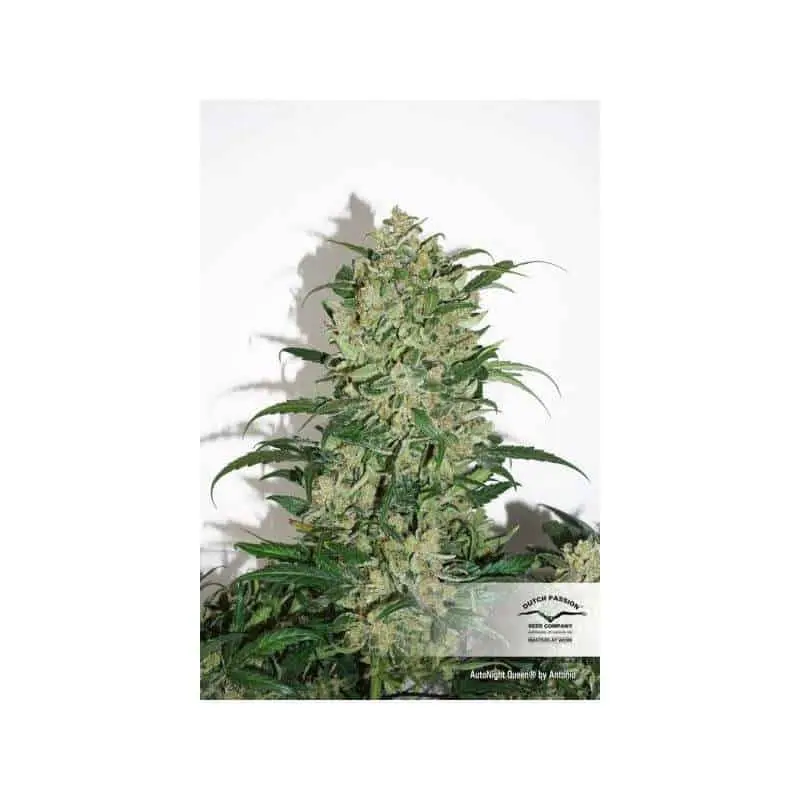Night Queen Auto