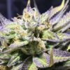 JINXPROOF - KUSH CREAM DREAM STRAIN - REG PHOTO - 12 PACK - Image 5