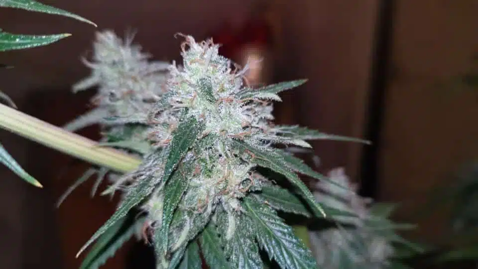 TASTEBUDZ – GELONADE STRAIN – FEM PHOTO