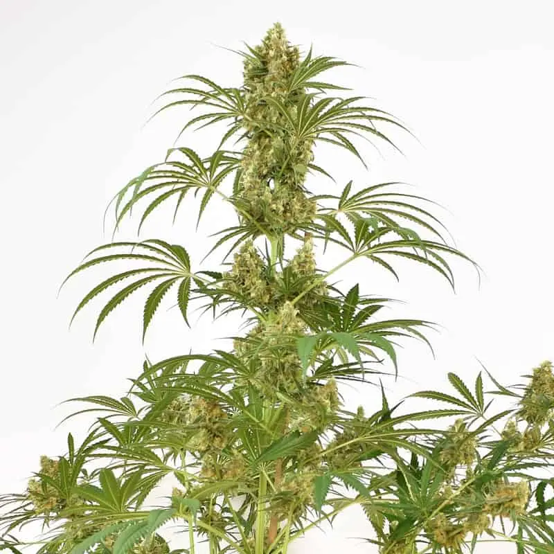 Snowbud