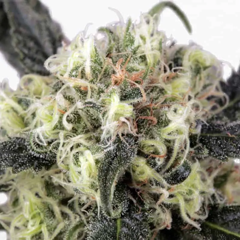 Snowbud
