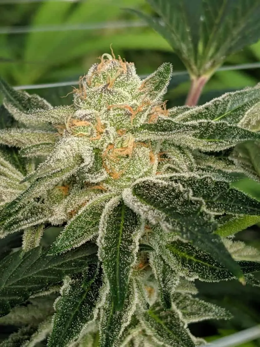 TWENTY20 MENDOCINO – PRE 98 BUBBA S1 STRAIN – FEM PHOTO