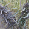 TRIDENT SEEDS - WAICHIN PURPLE STRAIN - REG PHOTO - Image 2