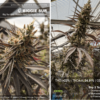 KAGYU - SPROUTWAYS - BIG SUR COLOMBIAN RED STRAIN - REG PHOTO - 10 PACK - Image 2