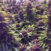 MOSCA SEEDS/TIKI MADMAN - RASPBERRY BOOGIE S1 STRAIN - FEM PHOTO - 8 PACK - Image 2