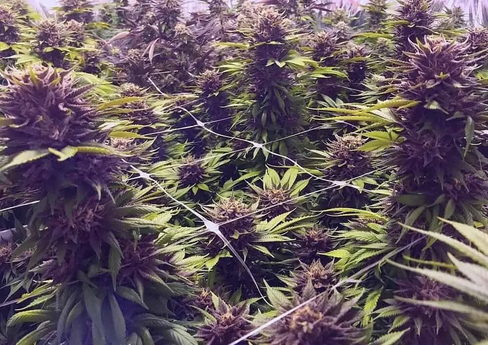 MOSCA SEEDS/TIKI MADMAN – RASPBERRY BOOGIE S1 STRAIN – FEM PHOTO – 8 PACK
