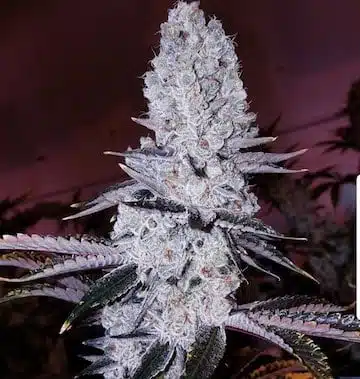 Original Mandarin Cookies R1 | Ethos Genetics | FEM Photoperiod Seeds