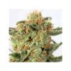 DUTCH PASSION - ORANGE HILL SPECIAL - FEM PHOTO - Image 2