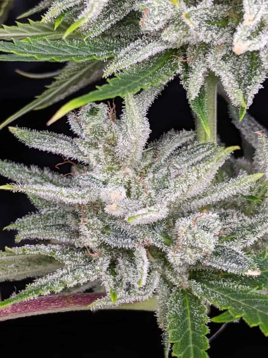 TWENTY20 MENDOCINO – TRIKS STRAIN – AUTO FEM