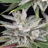 TWENTY20 MENDOCINO - TRIKS STRAIN - AUTO FEM - Image 3