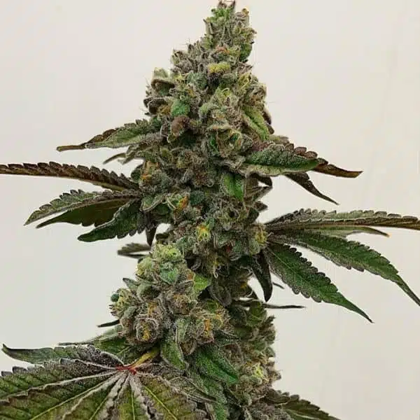 Say Less | Exotic Genetix | FEM Photoperiod Seeds