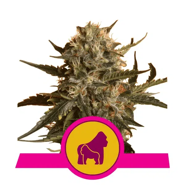 ROYAL QUEEN SEEDS - MOTHER GORILLA (FORMERLY ROYAL MADRE)STRAIN - FEM PHOTO