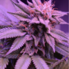 SEED STOCKERS - BLACKBERRY GUM STRAIN - FEM PHOTO - Image 2