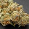 TWENTY20 MENDOCINO - PRE 98 BUBBA S1 STRAIN - FEM PHOTO - Image 4