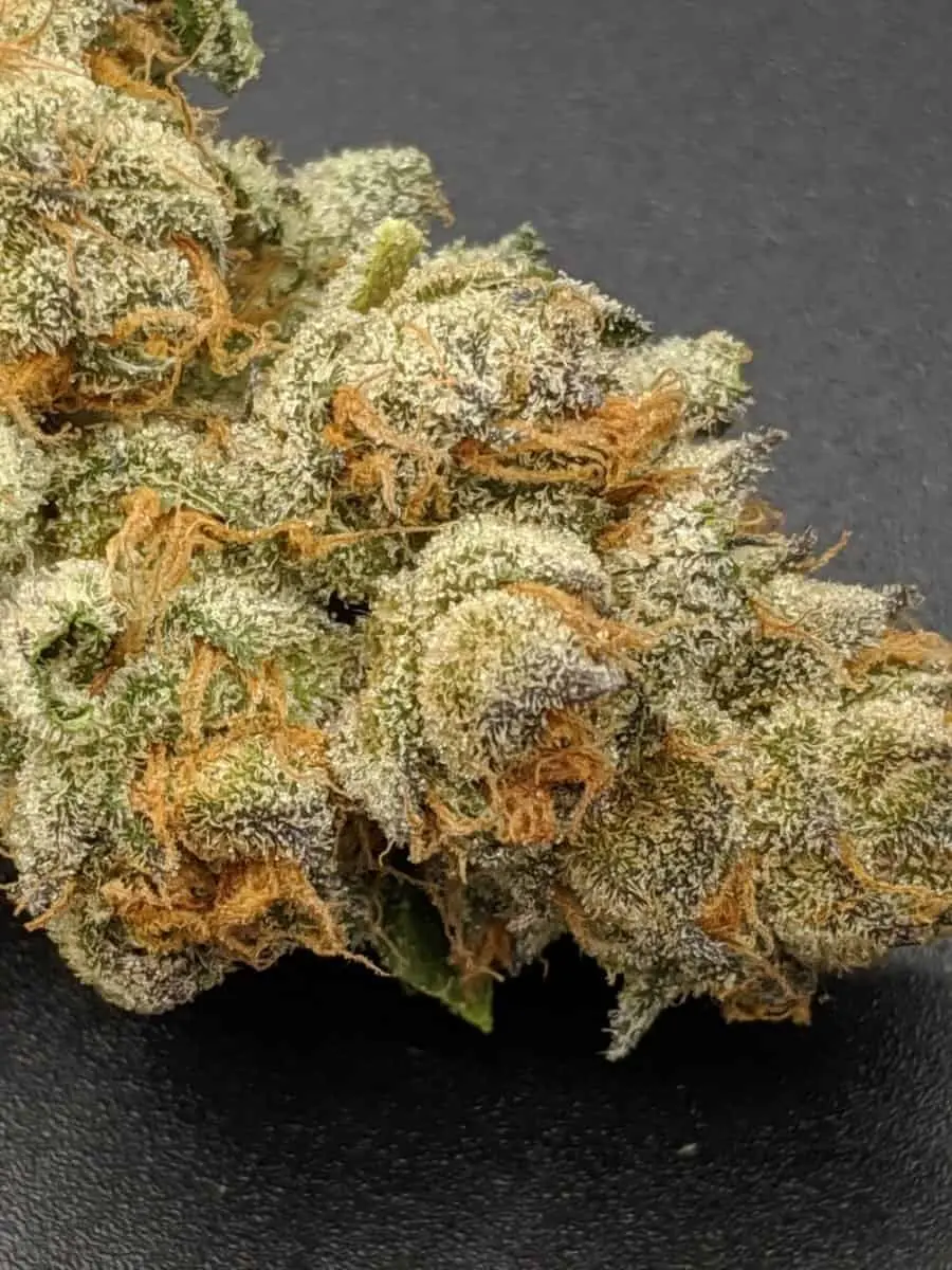 TWENTY20 MENDOCINO – PRE 98 BUBBA S1 STRAIN – FEM PHOTO