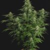 ROYAL QUEEN SEEDS - MILKY WAY F1 STRAIN - AUTO FEM - Image 2