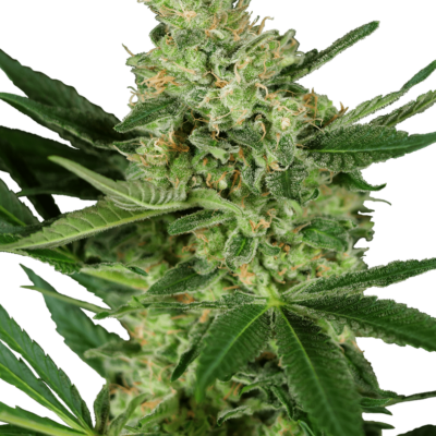 Image of a cannabis plant