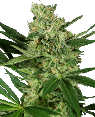 Image of a cannabis plant