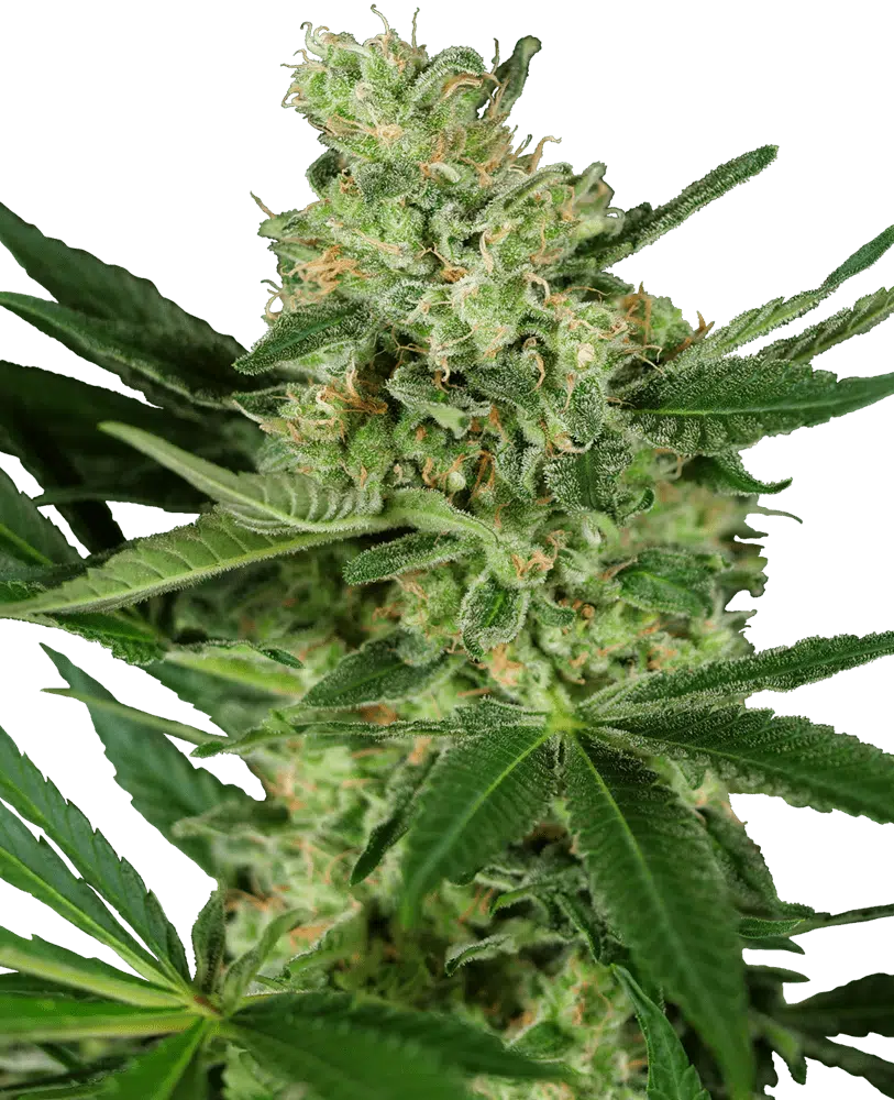 Image of a cannabis plant