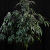 TWENTY20 - AUTOWRECK F4 STRAIN - AUTO FEM - Image 3