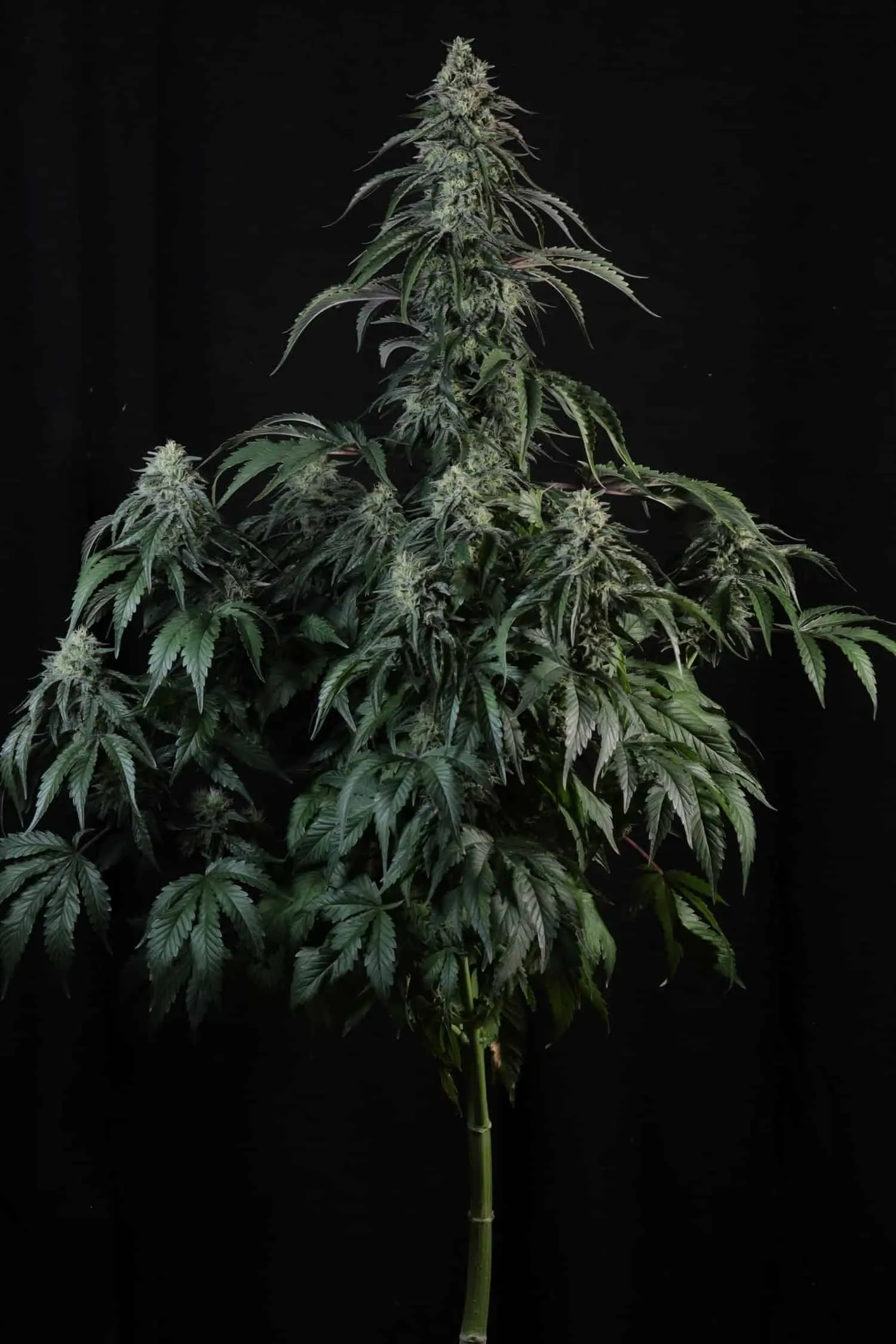 TWENTY20 – AUTOWRECK F4 STRAIN – AUTO FEM