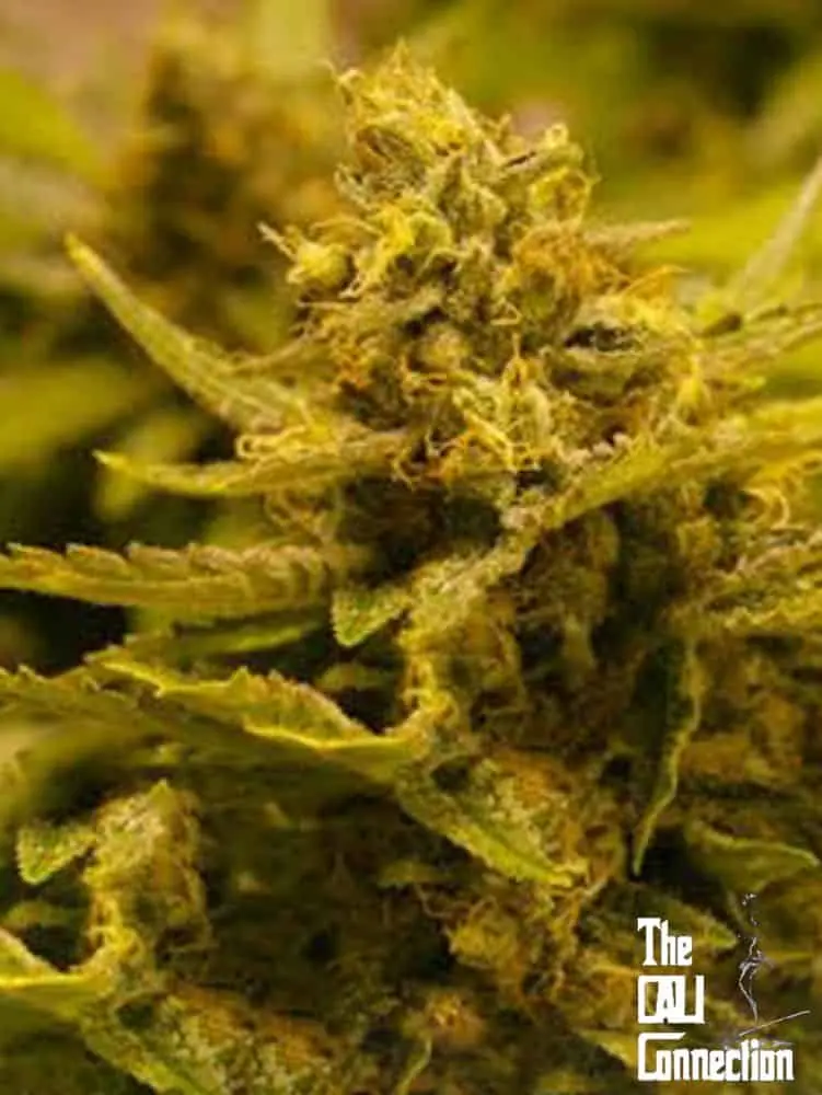 CBD OG | Cali Connection | FEM Photoperiod Seeds