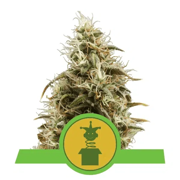 ROYAL QUEEN SEEDS - ROYAL JACK AUTOMATIC STRAIN - AUTO FEM