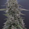 MUTANT GENETICS - SUPREME RUNTZ STRAIN - AUTO FEM - Image 4