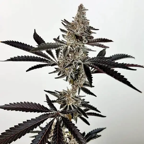 EXOTIC GENETIX - COSMIC 22  STRAIN - FEM PHOTO - 6 PACK