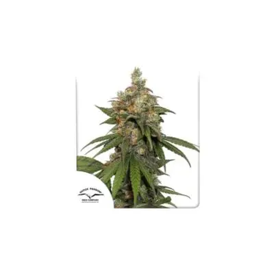 Hifi | Dutch Passion | FEM Photoperiod Seeds