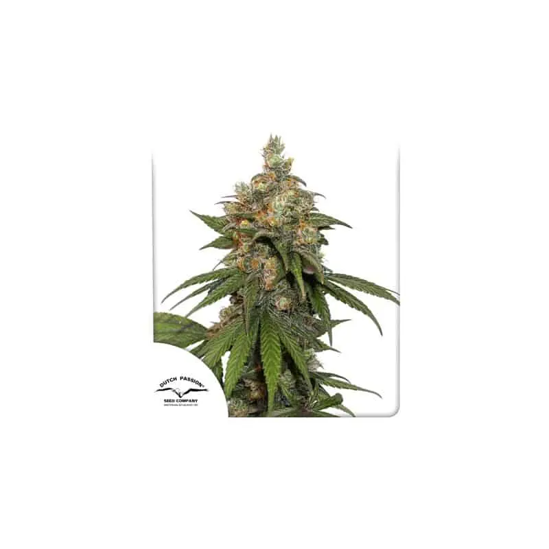 Hifi | Dutch Passion | FEM Photoperiod Seeds