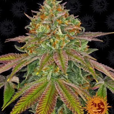 Wedding Cake | Barney's Farm | FEM Photoperiod Seeds
