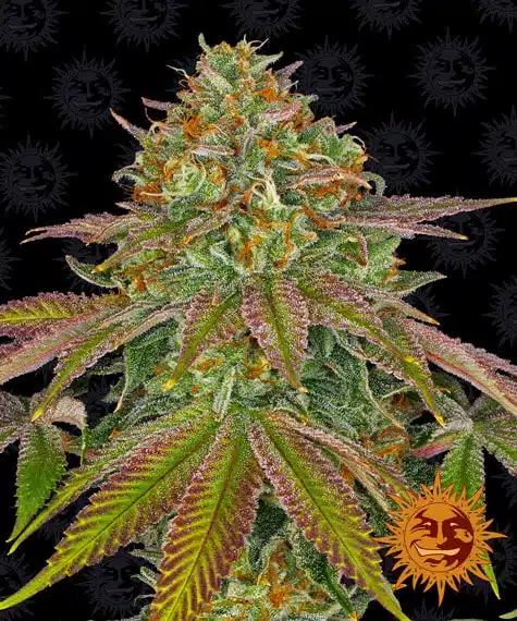 Wedding Cake | Barney's Farm | FEM Photoperiod Seeds