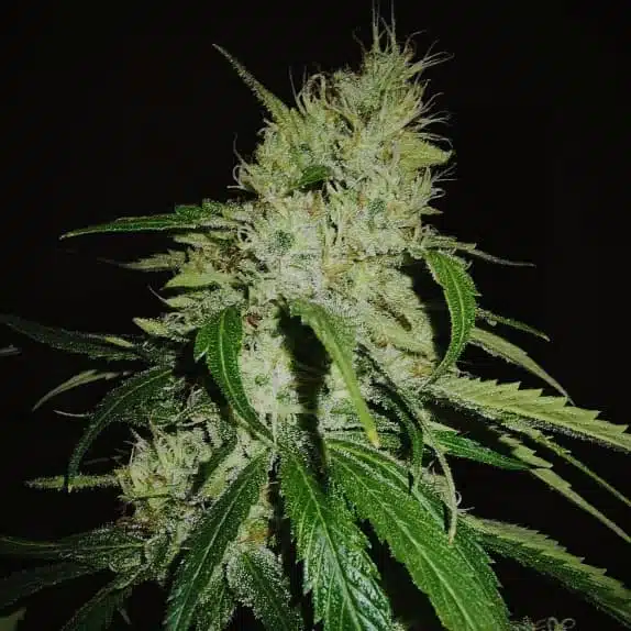 TASTEBUDZ – GELONADE STRAIN – FEM PHOTO
