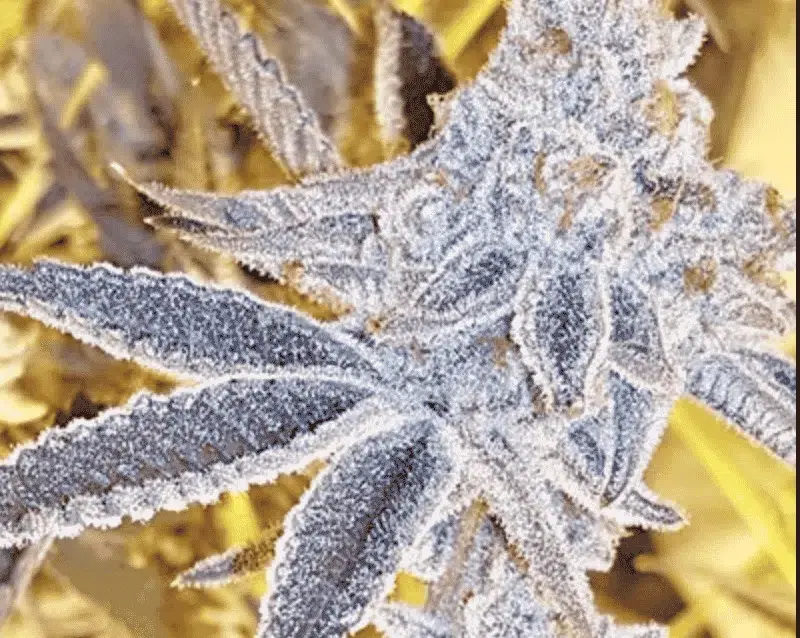 Platinum Dosi