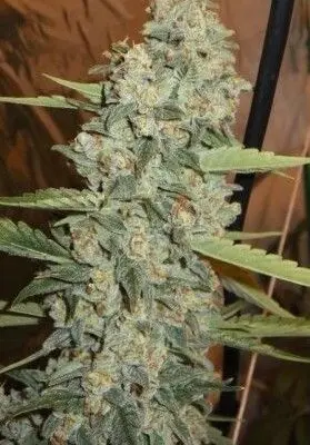 Jedi Kush | Cali Connection | FEM Photoperiod Seeds