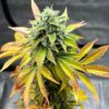 JINXPROOF GENETICS - WATERMELON HUSTLE STRAIN - REG PHOTO - 12 PACK - Image 2