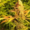 JINXPROOF GENETICS - PROBLEM CHILD F2 STRAIN - REG PHOTO - 12 PACK - Image 3